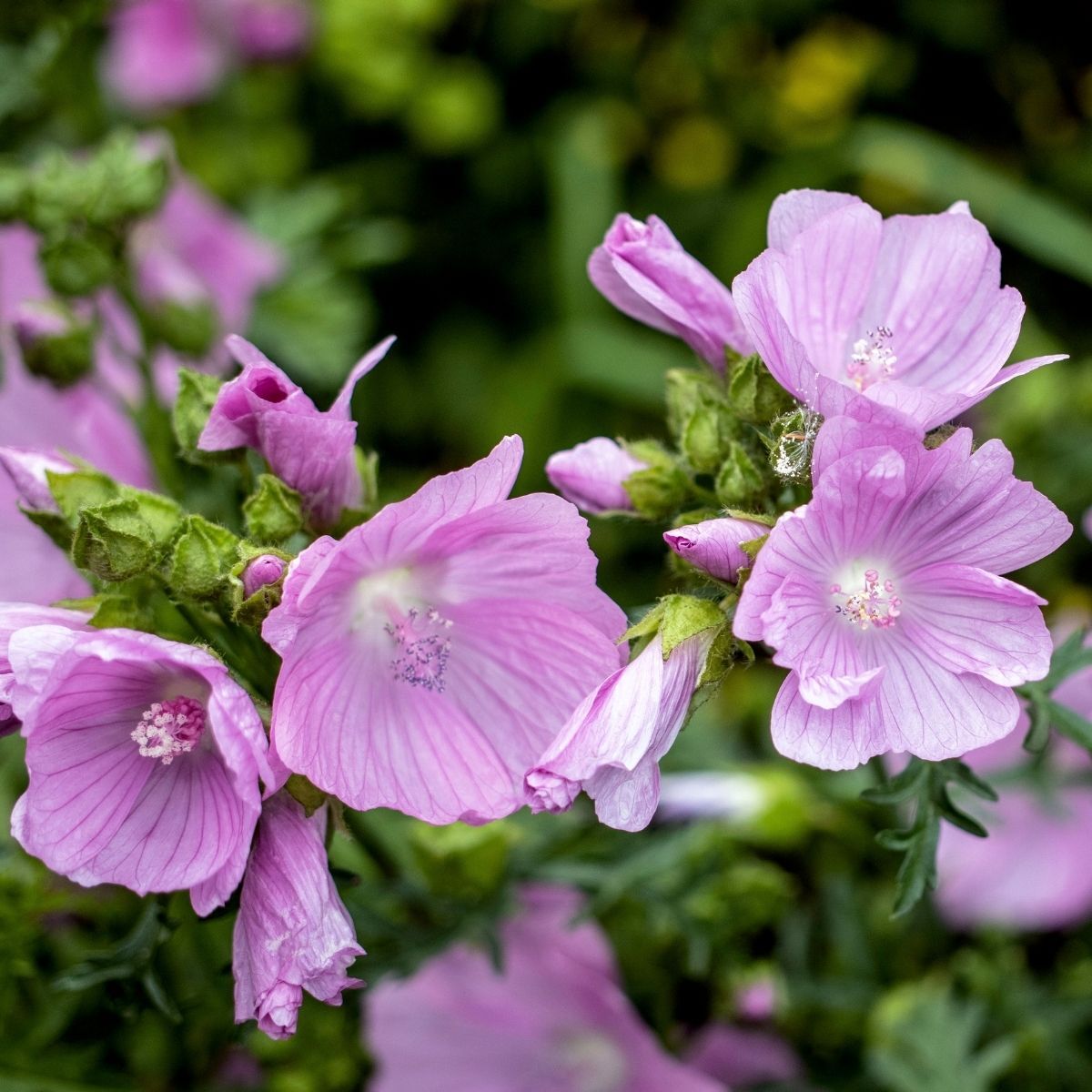 Mallow- Musk Mallow